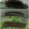 melit didyma larva4hib volg